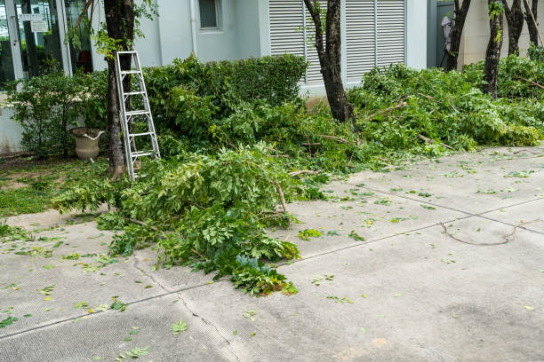 How Our Tree Care Process Works  in  Waipahu, HI